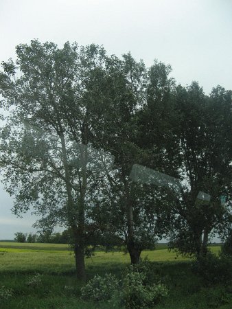 Szarvas 322